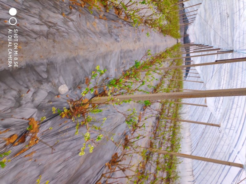 基地供应优质蓝莓苗规格齐全.批发蓝莓苗