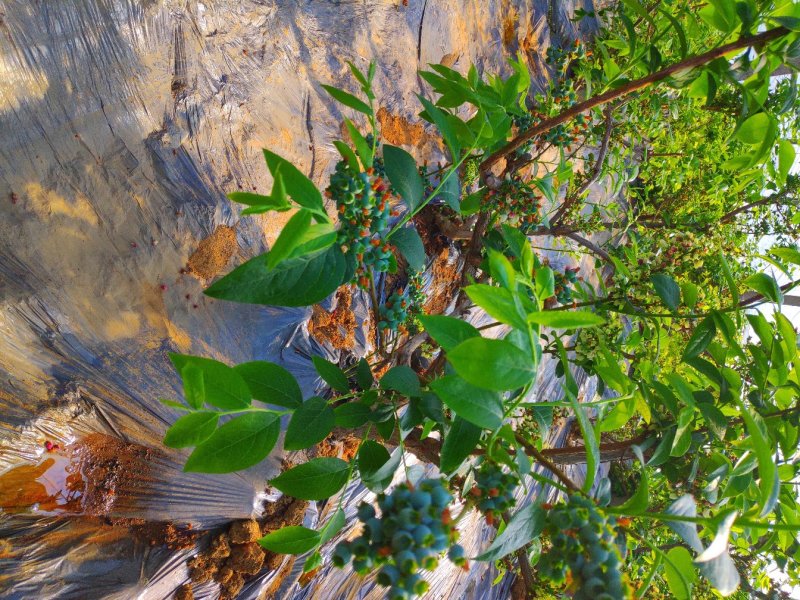 基地供应优质蓝莓苗规格齐全.批发蓝莓苗