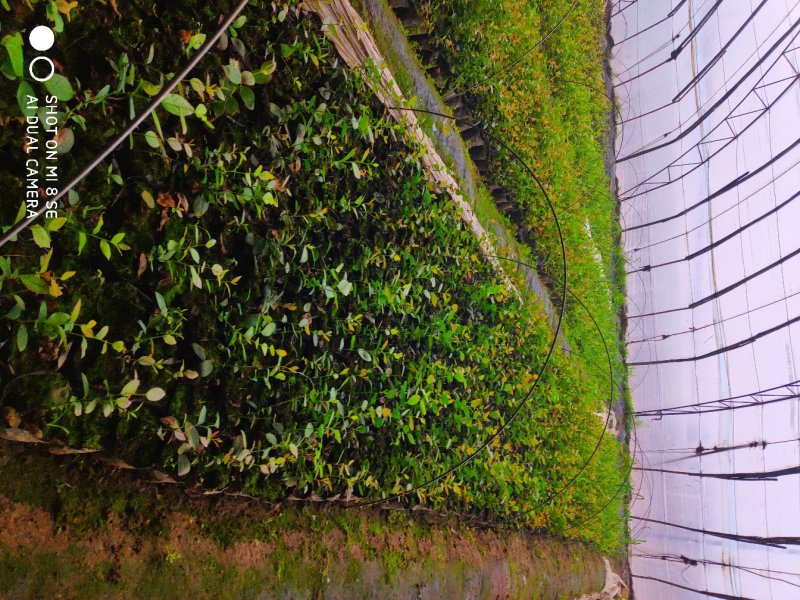 基地供应优质蓝莓苗规格齐全.批发蓝莓苗