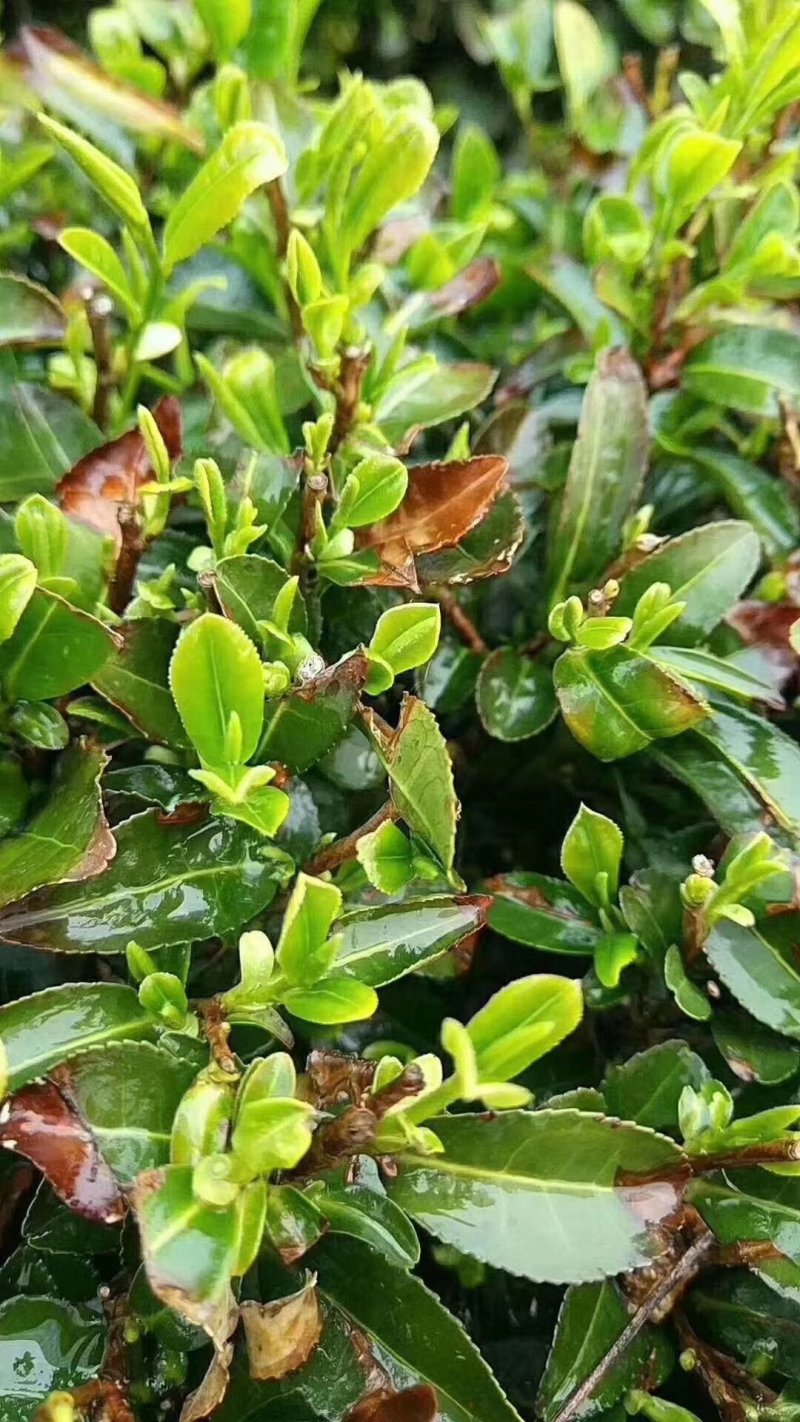 云台山云雾茶