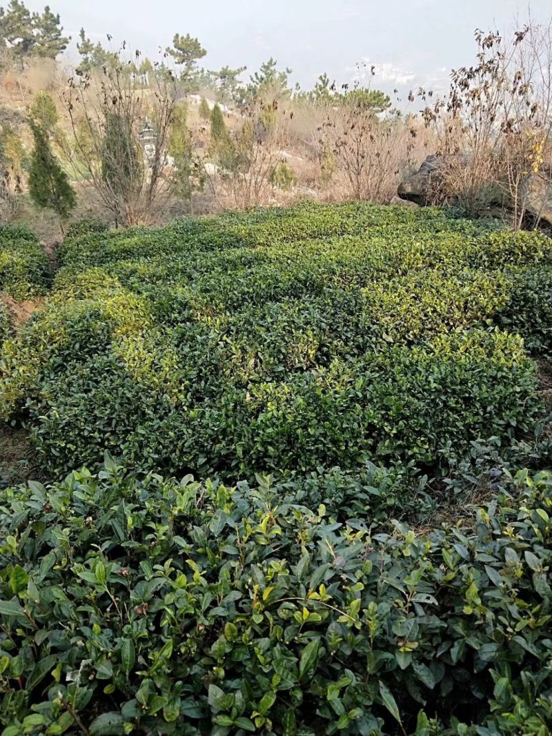 云台山云雾茶