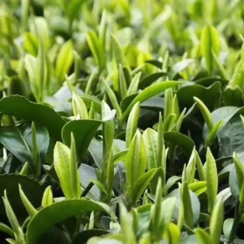 云台山云雾茶