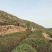 云台山云雾茶