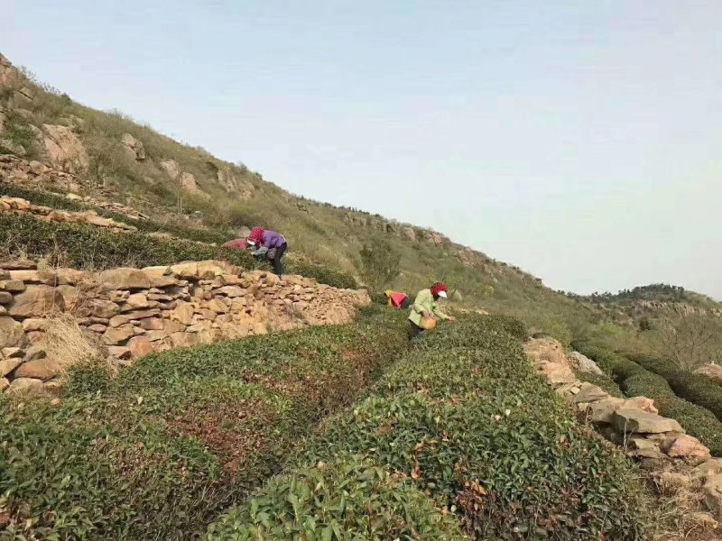 云台山云雾茶
