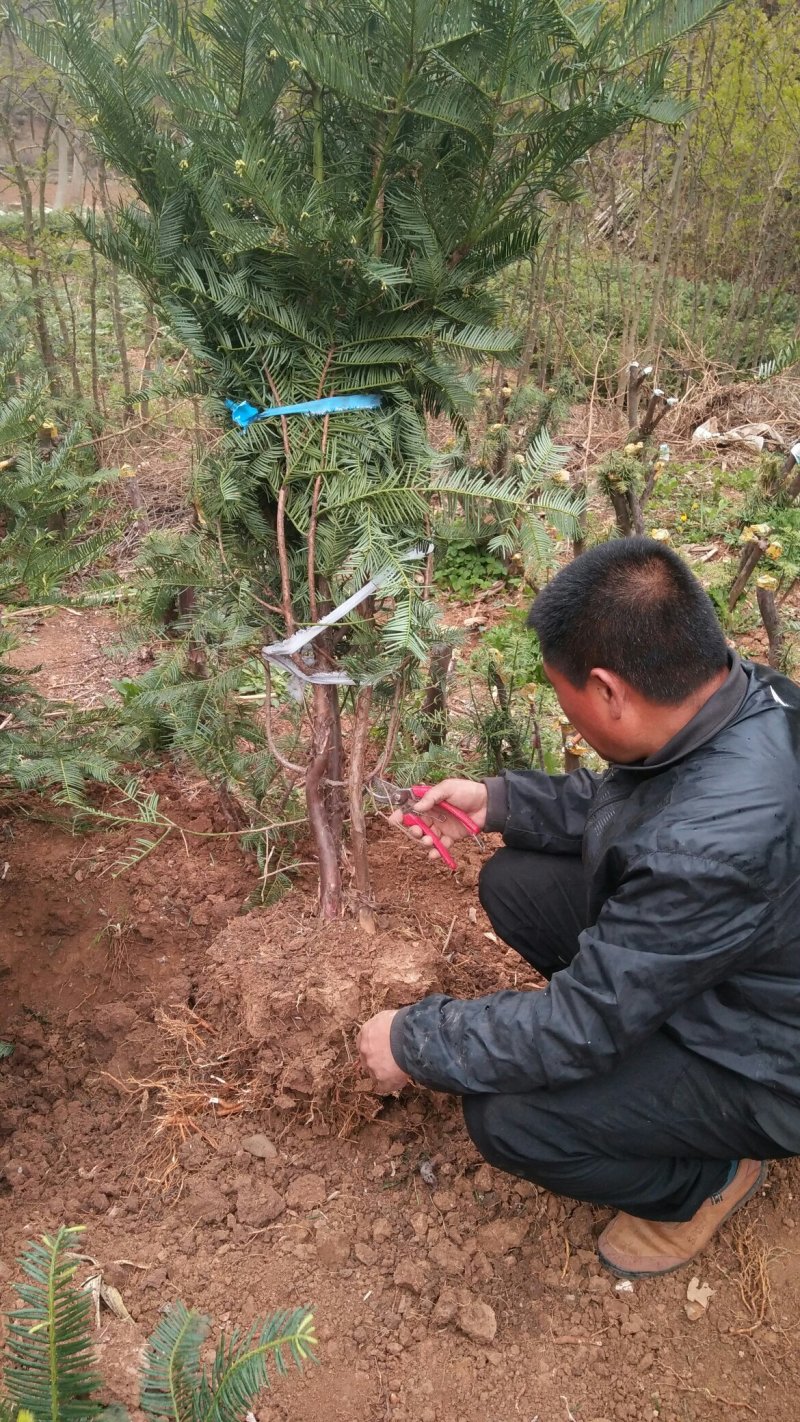 三尖杉苗木基地直销物美价廉欢迎选购