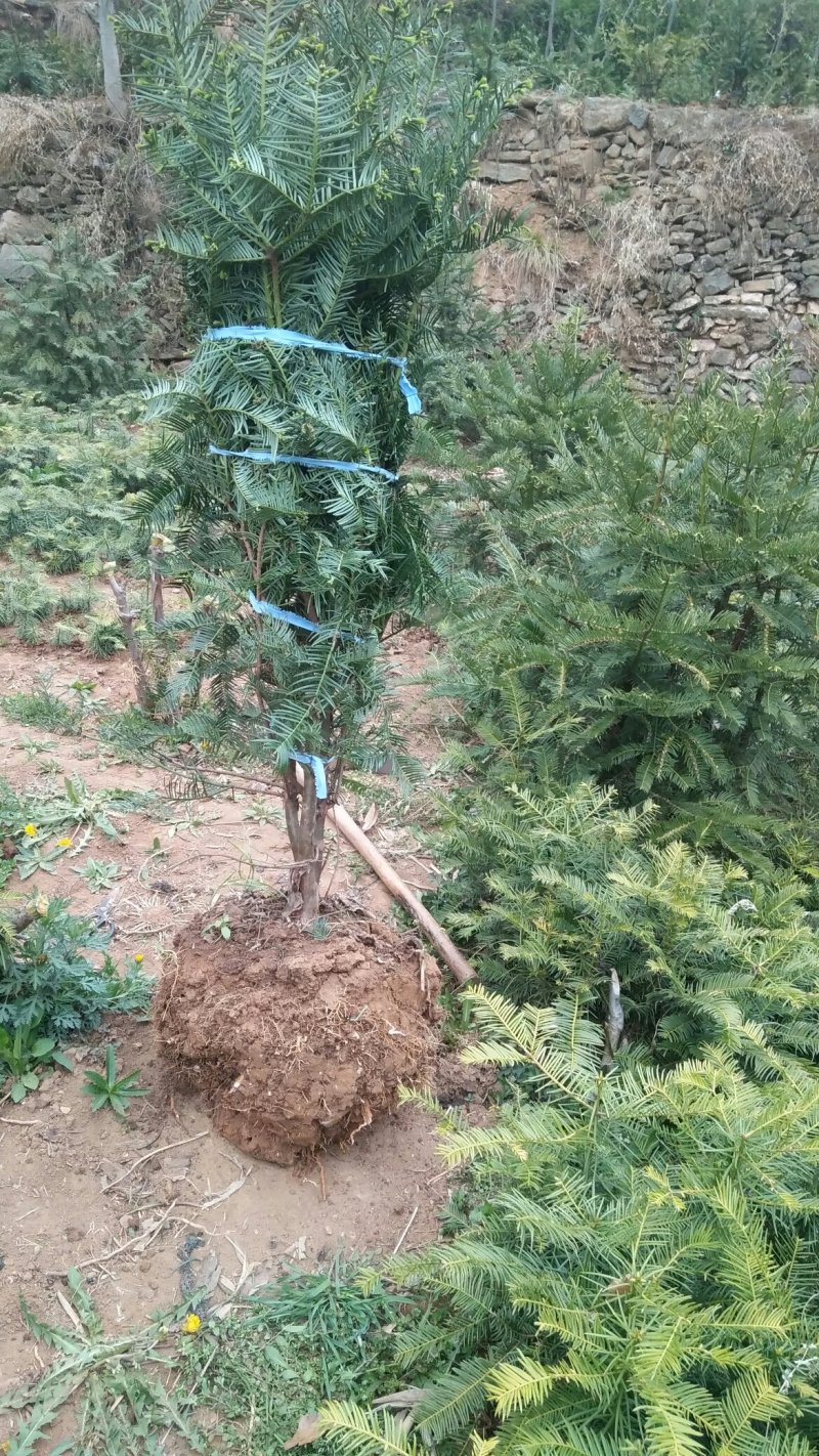 三尖杉苗木基地直销物美价廉欢迎选购