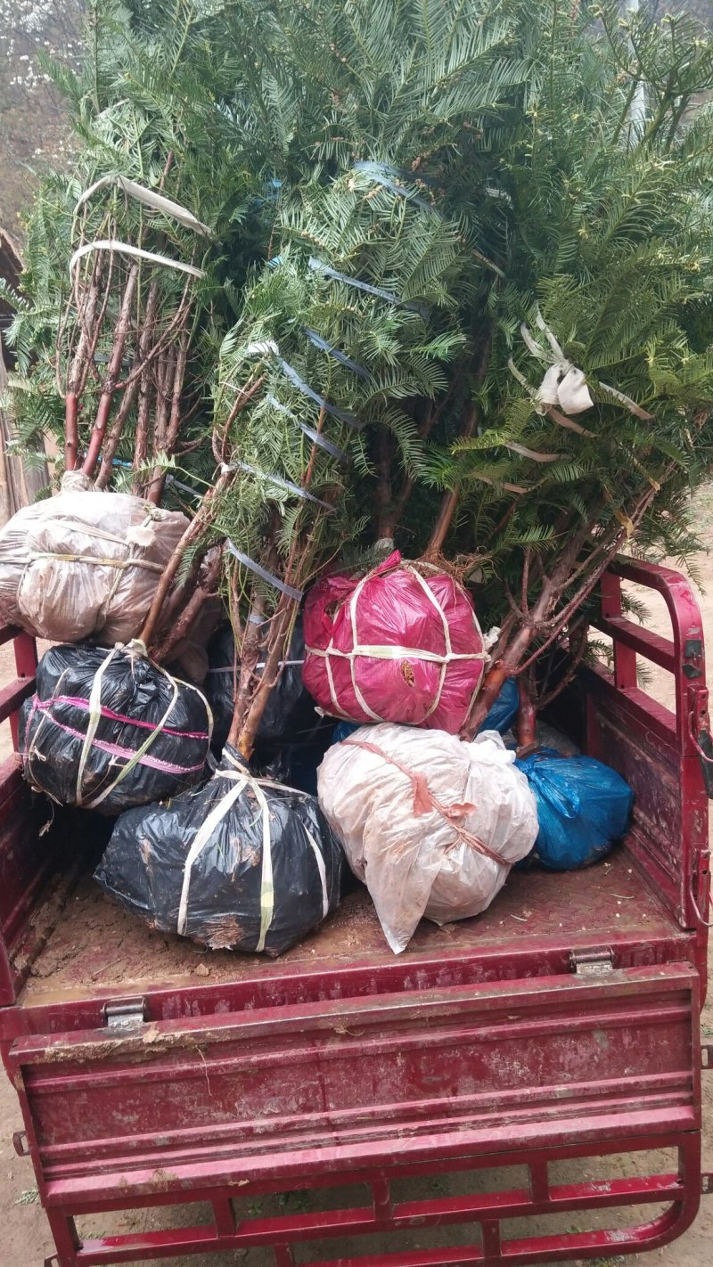 三尖杉苗木基地直销物美价廉欢迎选购