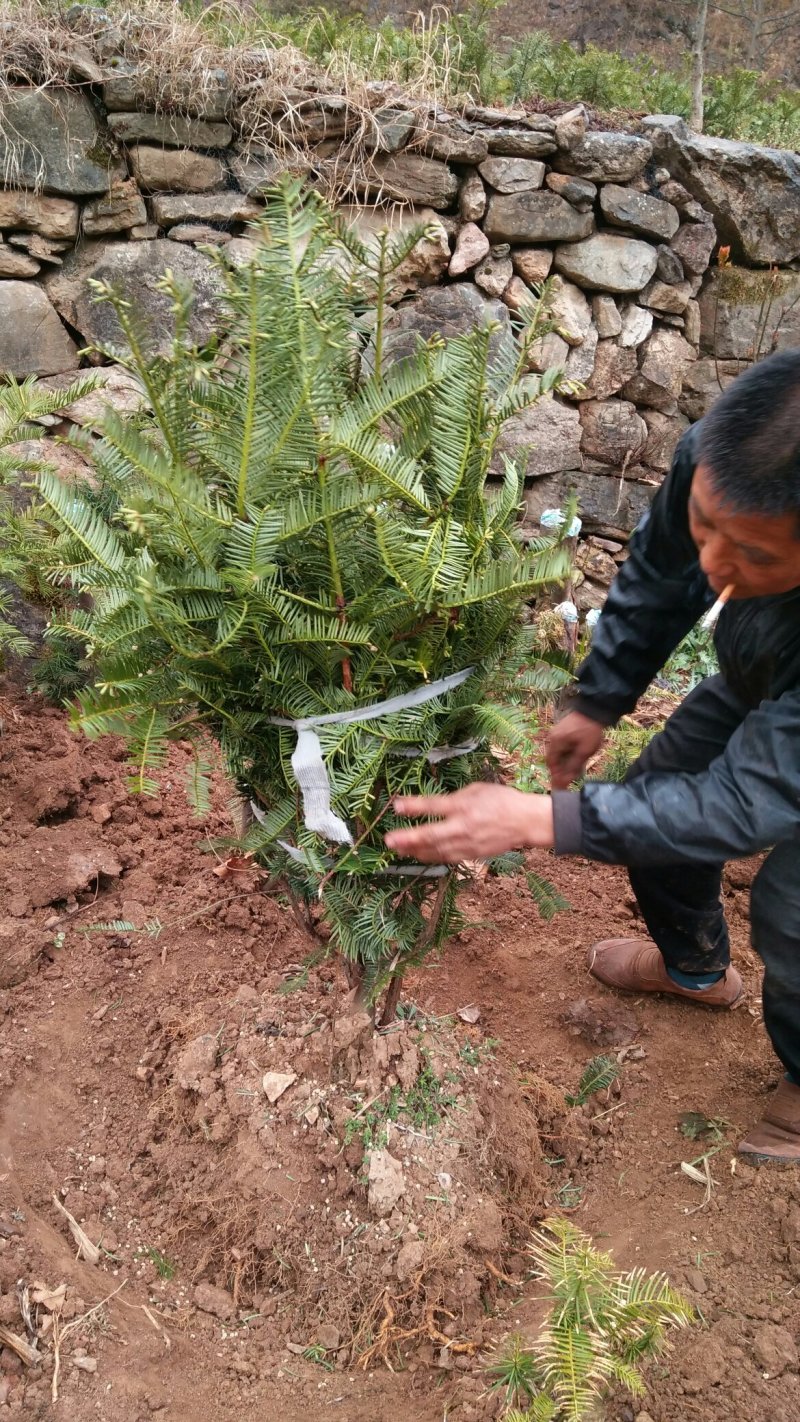 三尖杉苗木基地直销物美价廉欢迎选购