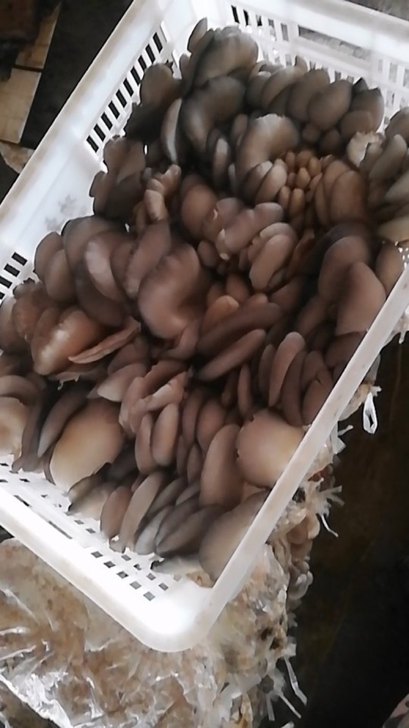 平菇大量供应
