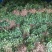 商薯19烟薯25