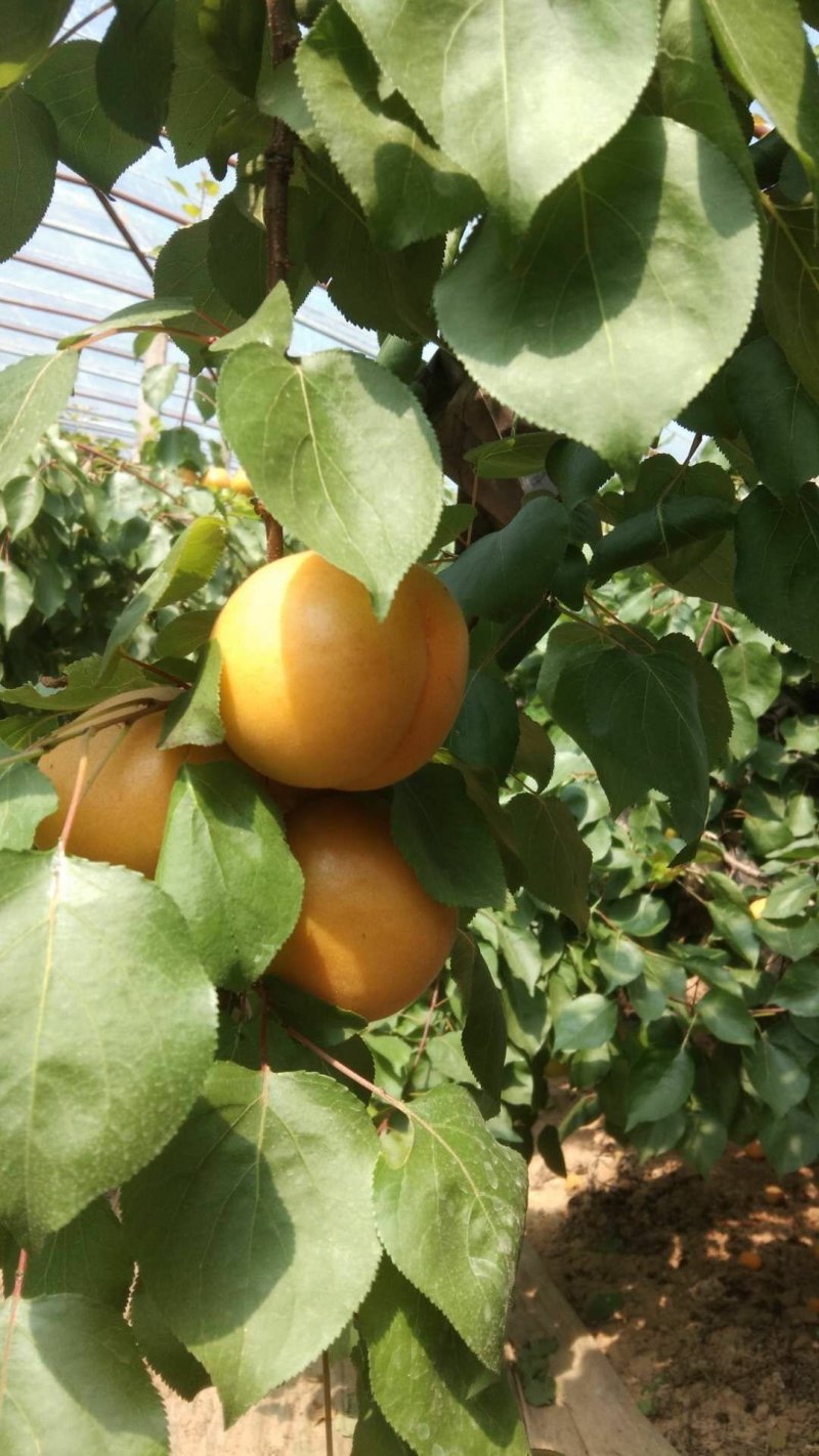 金太阳杏