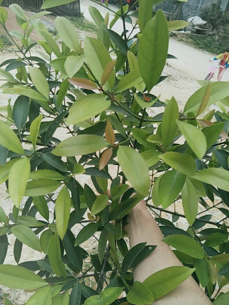 山竹苗