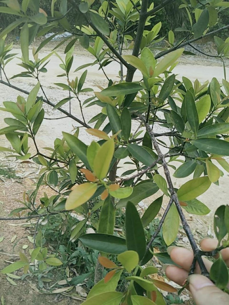 山竹苗