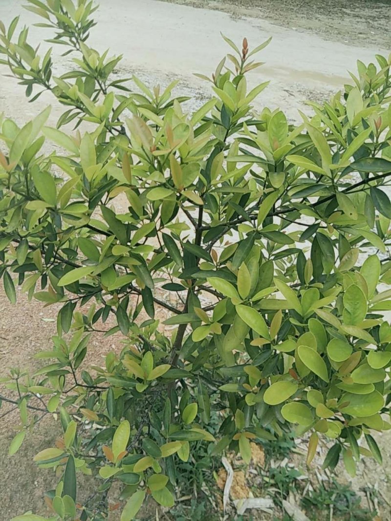 山竹苗