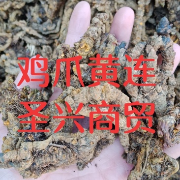 黄连鸡爪黄连单支黄连黄连片川连鸡爪连批发零售各种规格中药