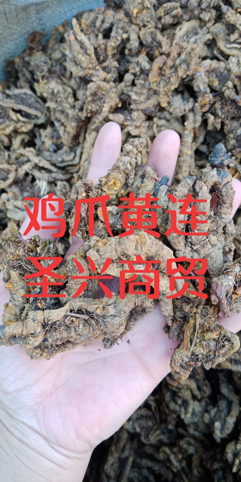 黄连鸡爪黄连单支黄连黄连片川连鸡爪连批发零售各种规格中药