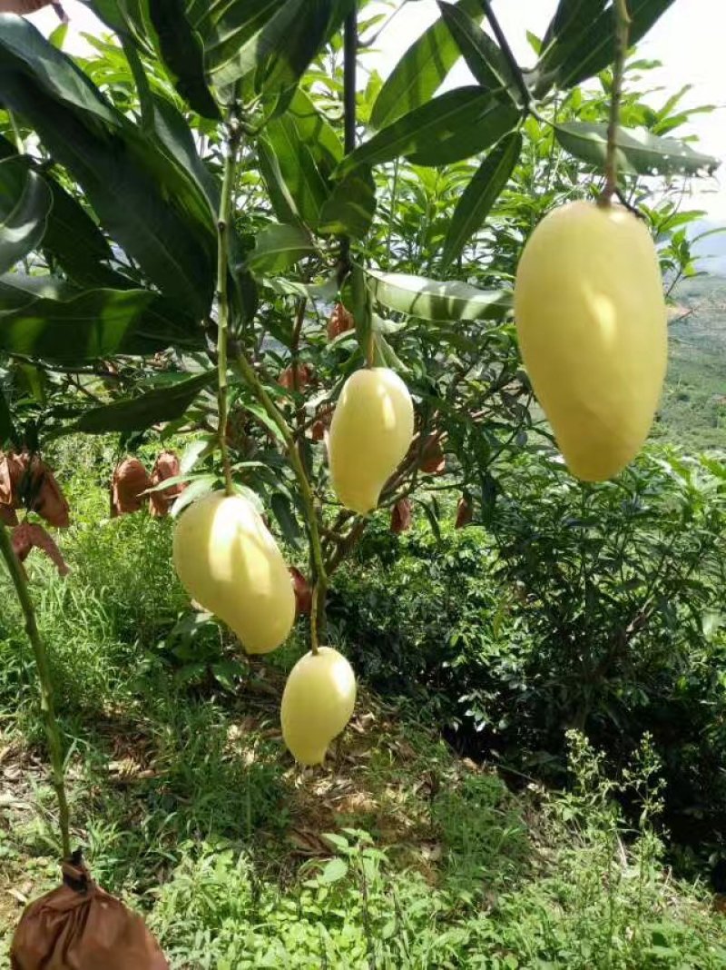 象牙芒果