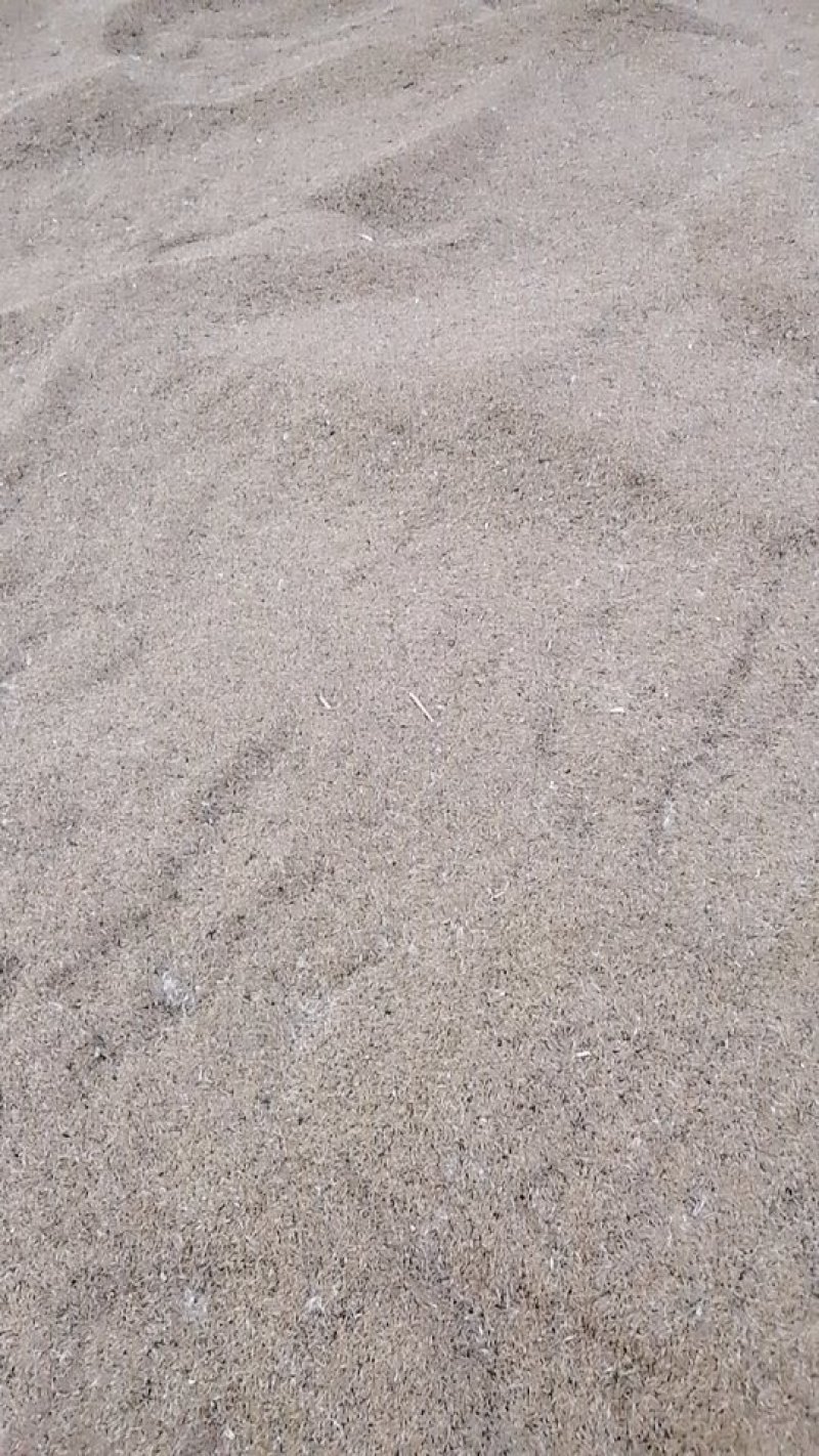 蒲公英种子