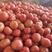 硬粉西红柿上市有要的联系产地直发质量保证