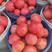 硬粉西红柿上市有要的联系产地直发质量保证
