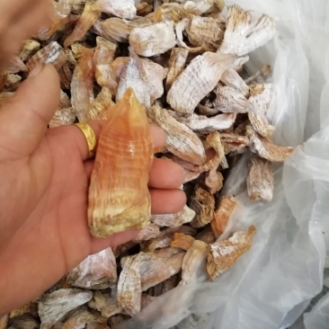2020年蜀南竹海高山小笋整笋干