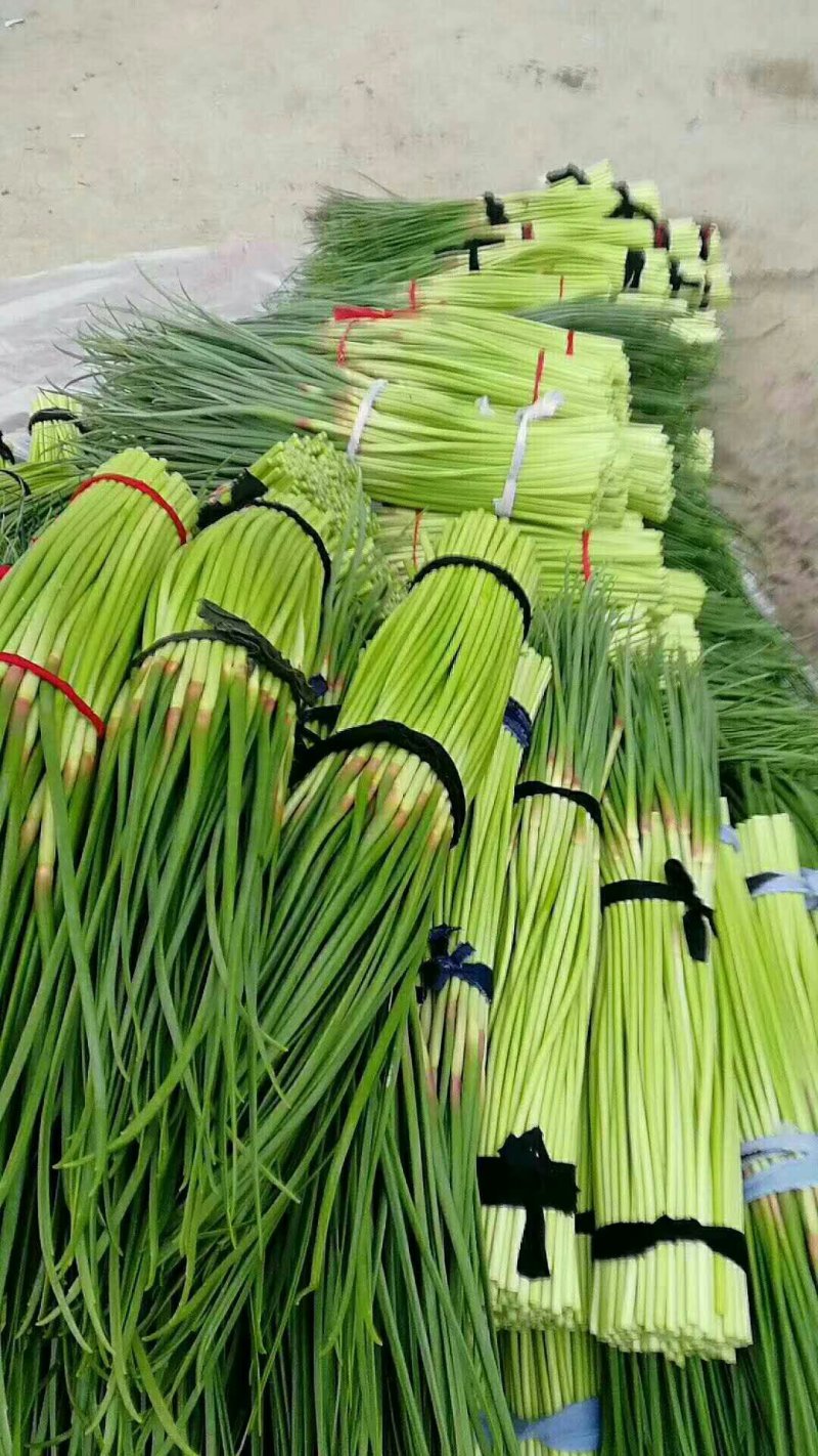 蒜薹大量上市