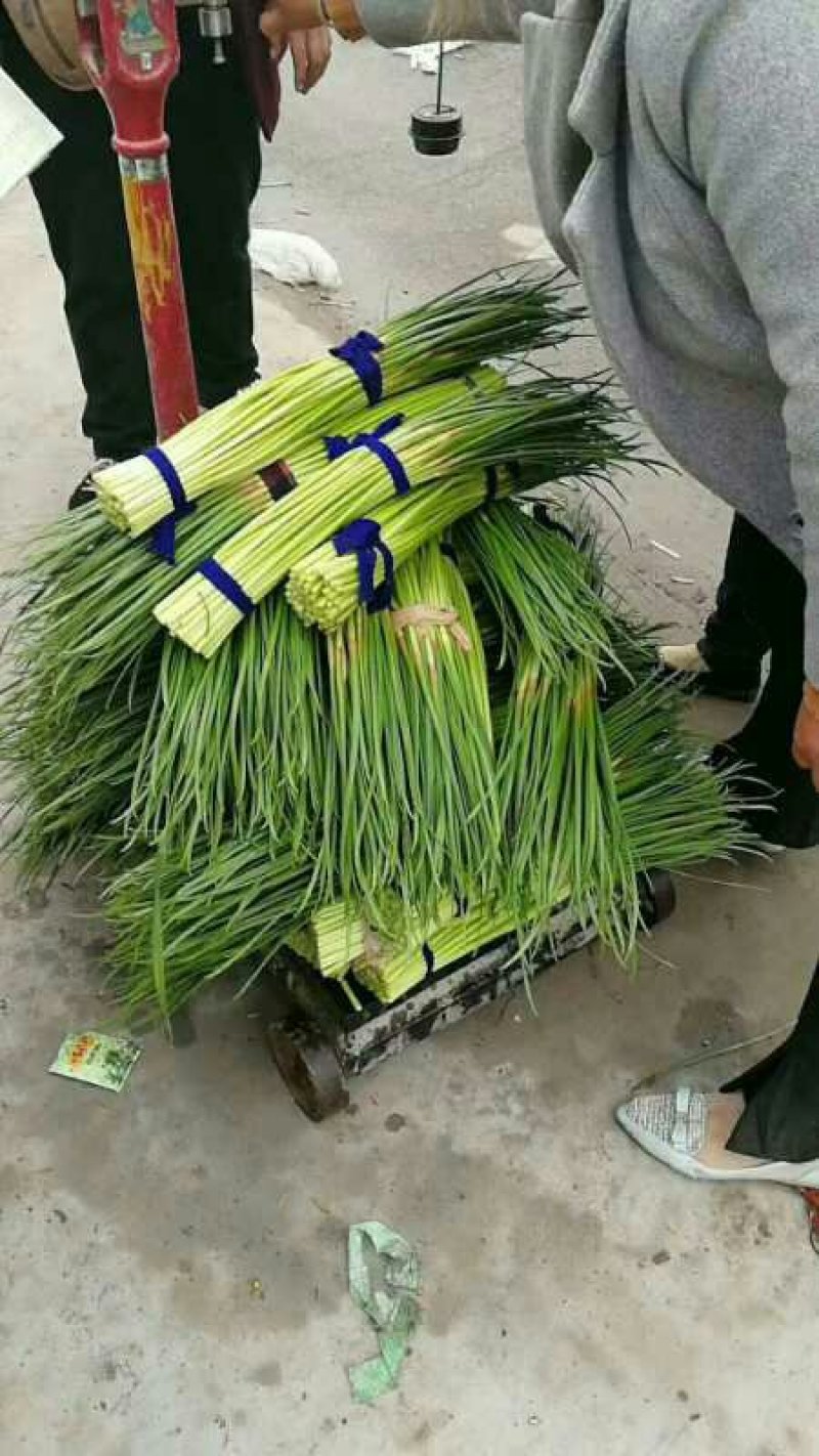 蒜薹大量上市