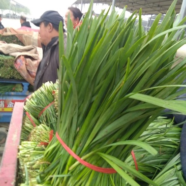 藁城里庄蔬菜市场韭菜韭菜每天有货六毛到七毛