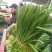 藁城里庄蔬菜市场韭菜韭菜每天有货六毛到七毛