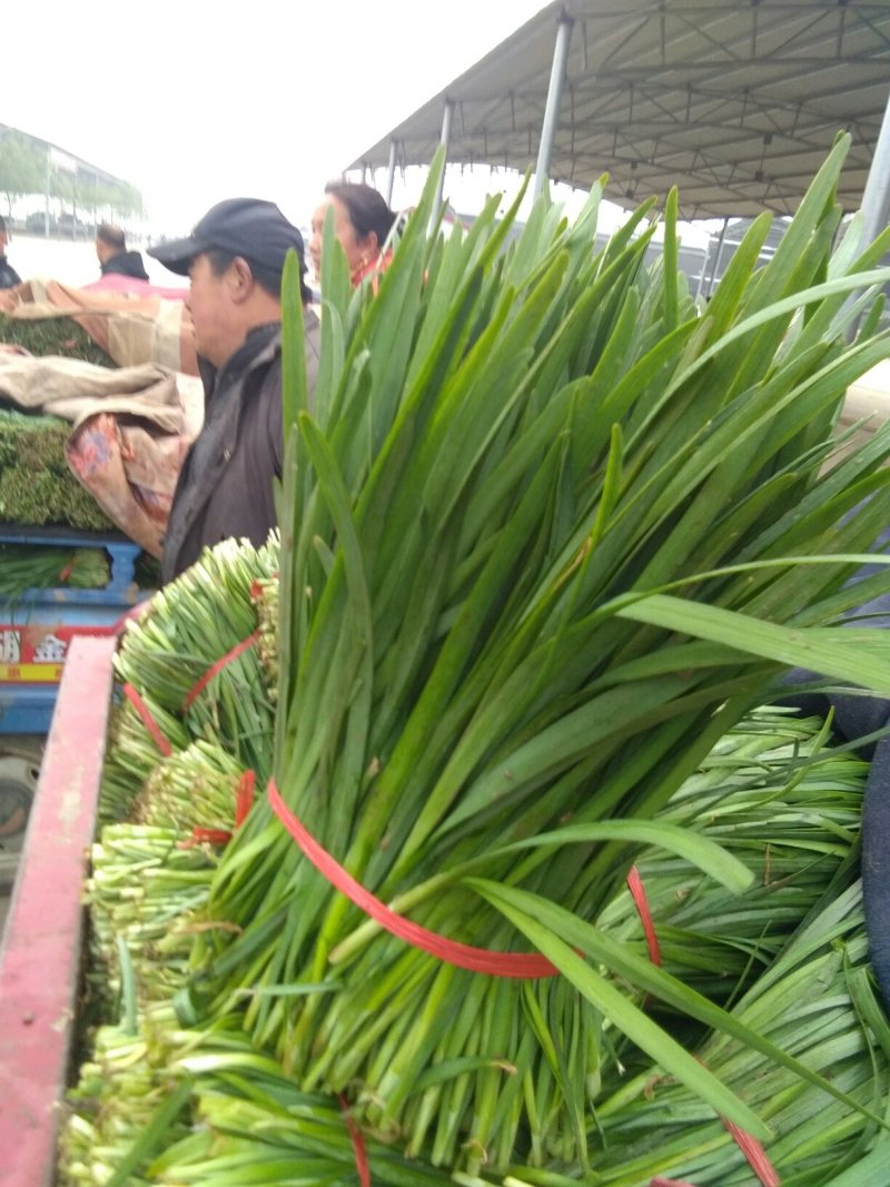 藁城里庄蔬菜市场韭菜韭菜每天有货六毛到七毛