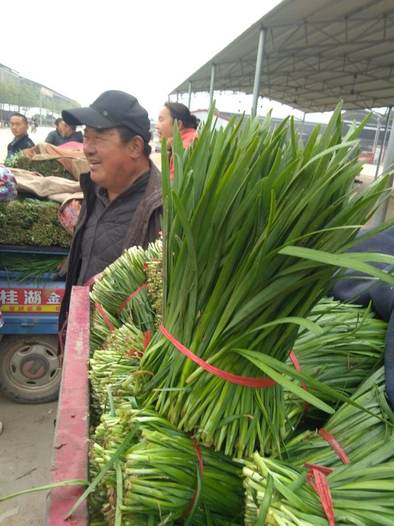 藁城里庄蔬菜市场韭菜韭菜每天有货六毛到七毛