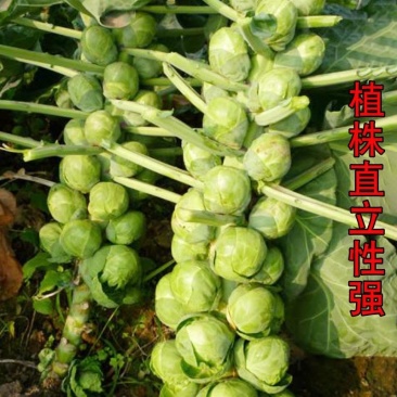 进口抱子甘蓝种子甘蓝种子
