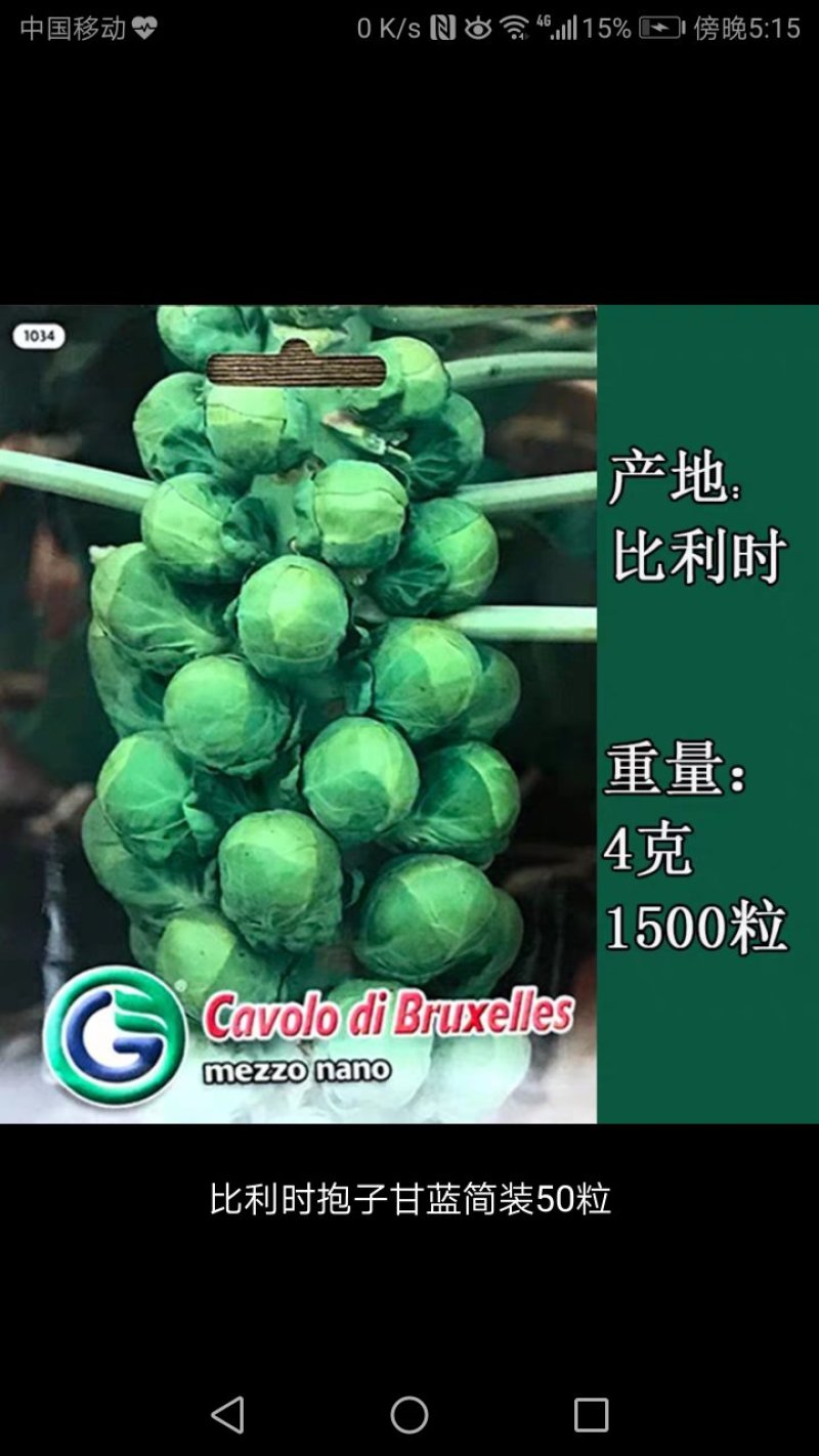 进口抱子甘蓝种子甘蓝种子