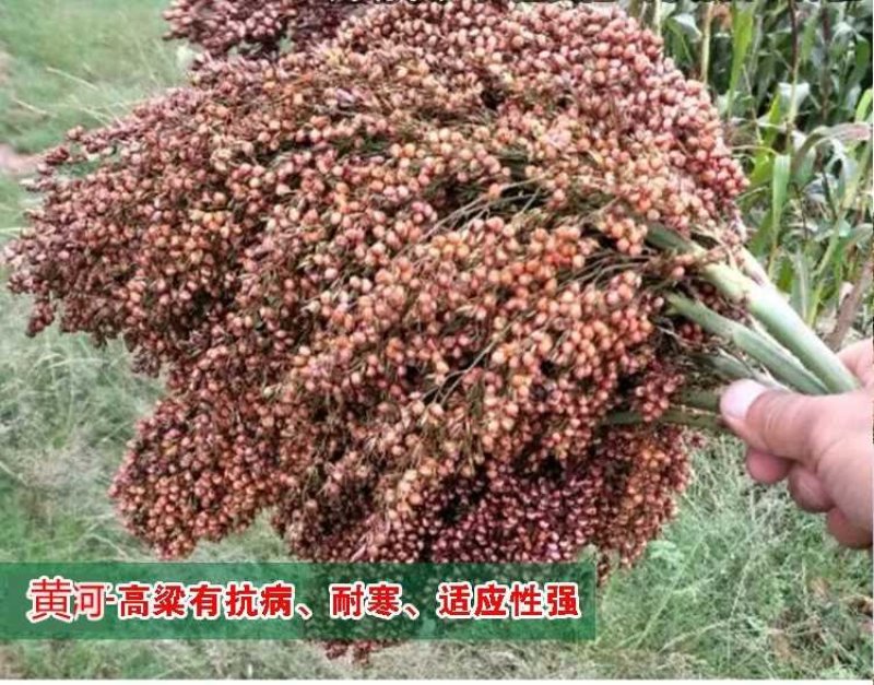高产抗病糯矮杆大田红高粱种子杂交高粱种子