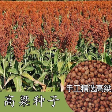 高产抗病糯矮杆大田红高粱种子杂交高粱种子