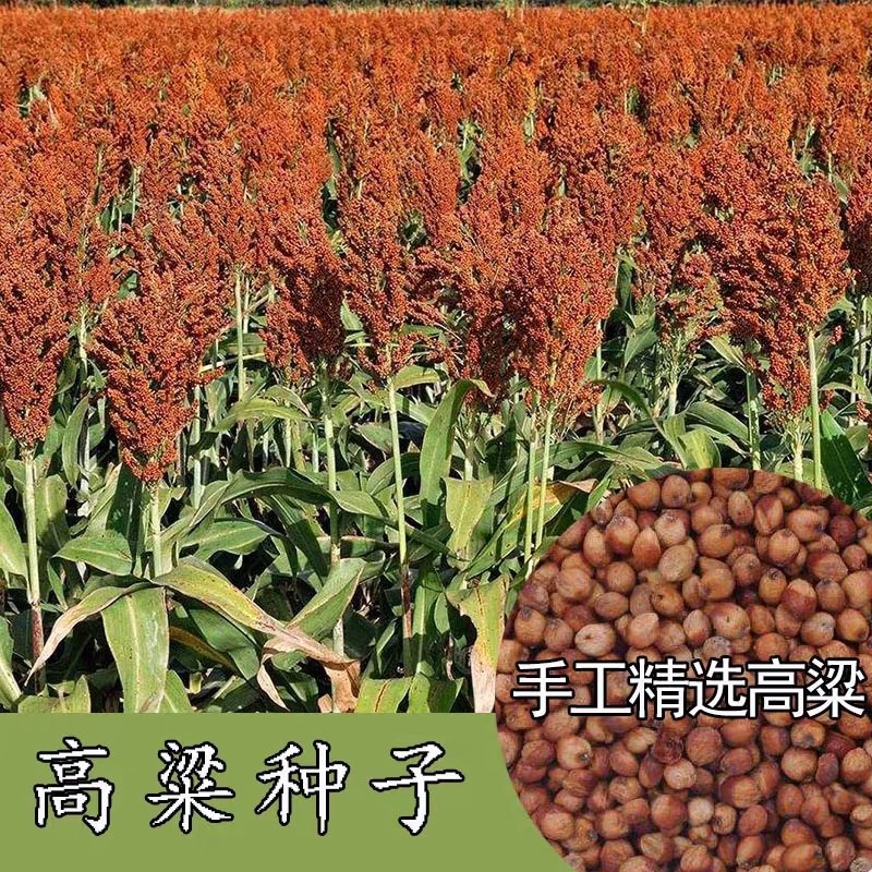 高产抗病糯矮杆大田红高粱种子杂交高粱种子