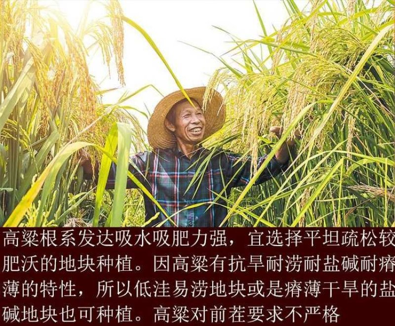 高产抗病糯矮杆大田红高粱种子杂交高粱种子