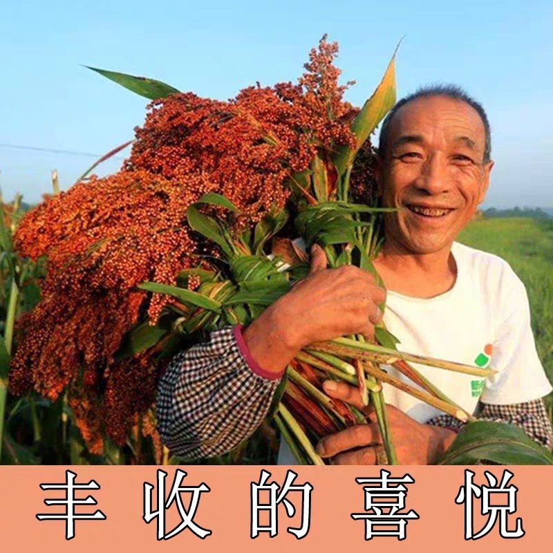高产抗病糯矮杆大田红高粱种子杂交高粱种子