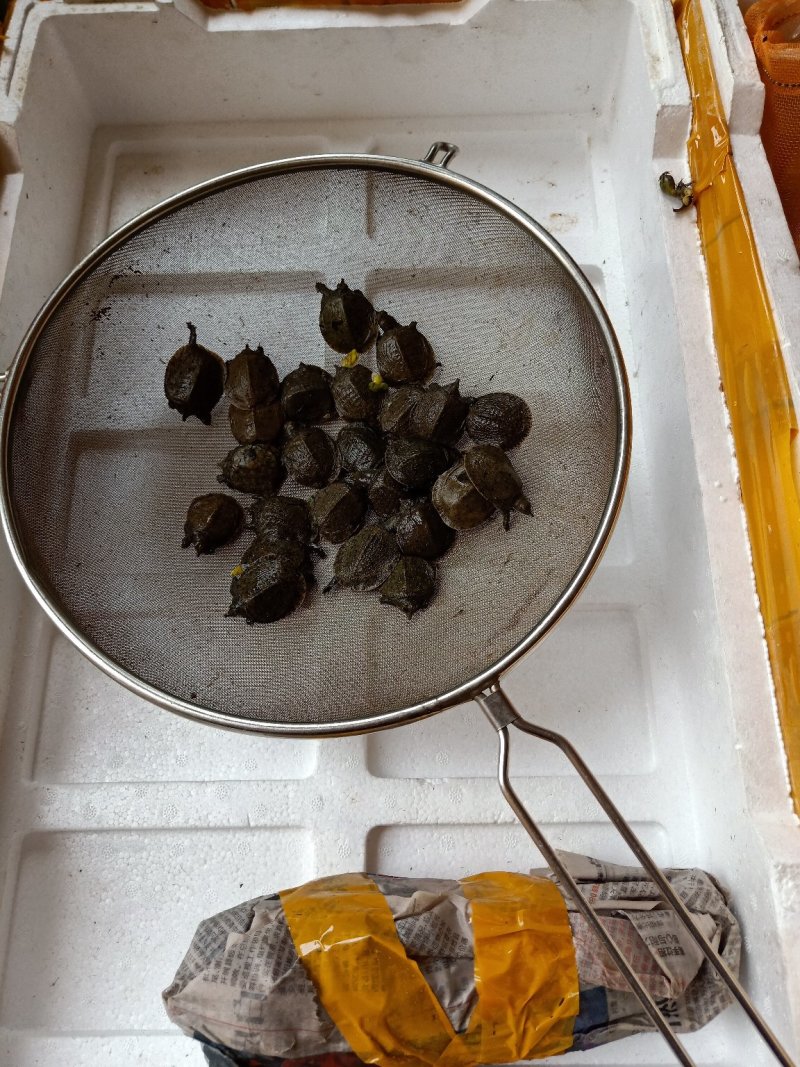 甲鱼苗生态团鱼苗脚鱼苗批发牛蛙苗小蝌蚪
