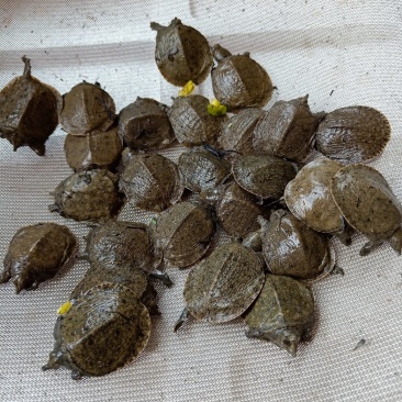甲鱼苗生态团鱼苗脚鱼苗批发牛蛙苗小蝌蚪