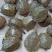 甲鱼苗生态团鱼苗脚鱼苗批发牛蛙苗小蝌蚪