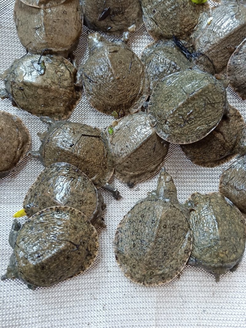 甲鱼苗生态团鱼苗脚鱼苗批发牛蛙苗小蝌蚪