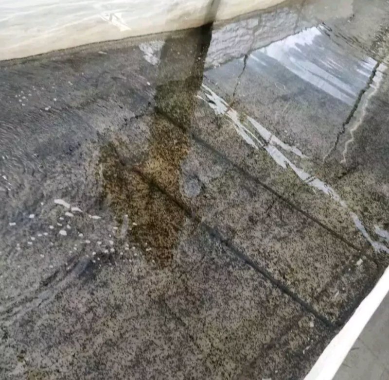 甲鱼苗生态团鱼苗脚鱼苗批发牛蛙苗小蝌蚪