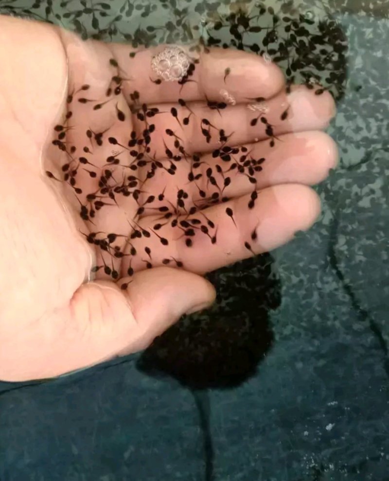 甲鱼苗生态团鱼苗脚鱼苗批发牛蛙苗小蝌蚪