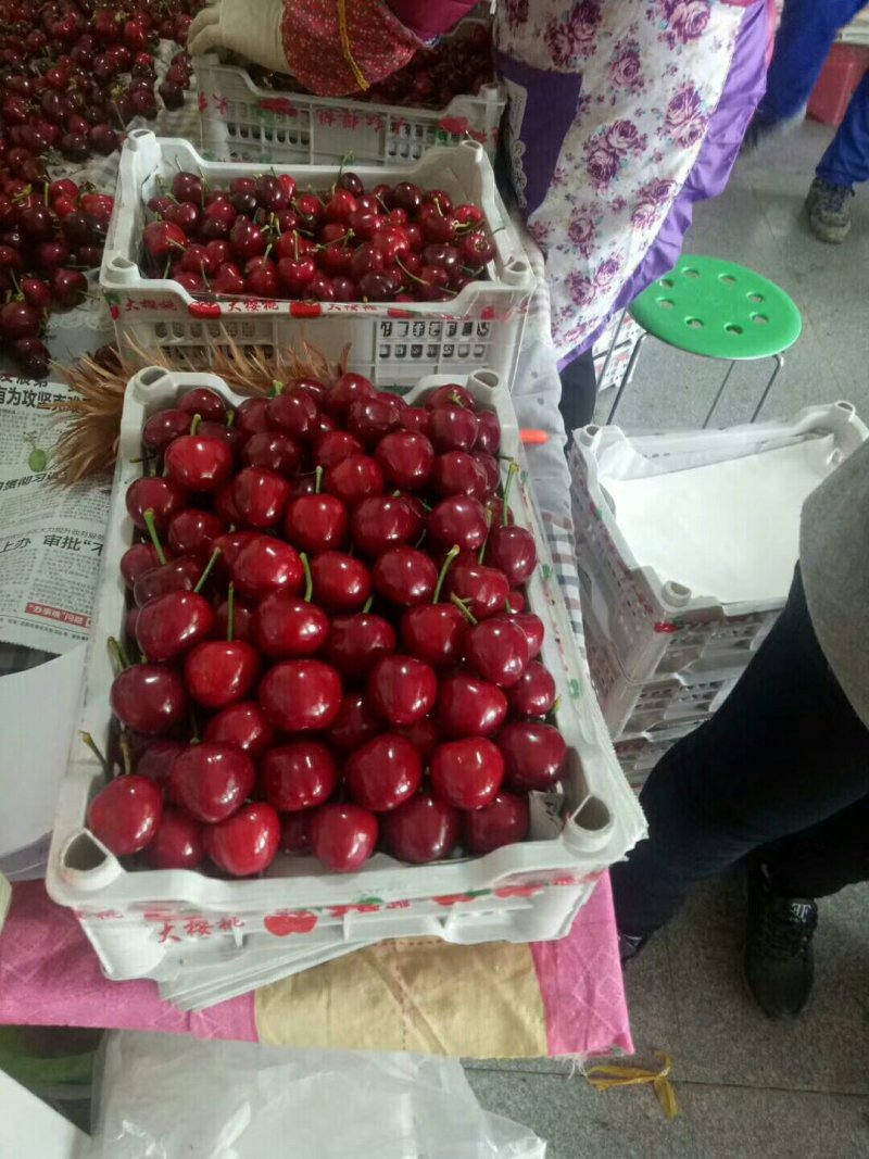 拉宾斯沙蜜托美早樱桃颜色红，果型大，新鲜采摘！