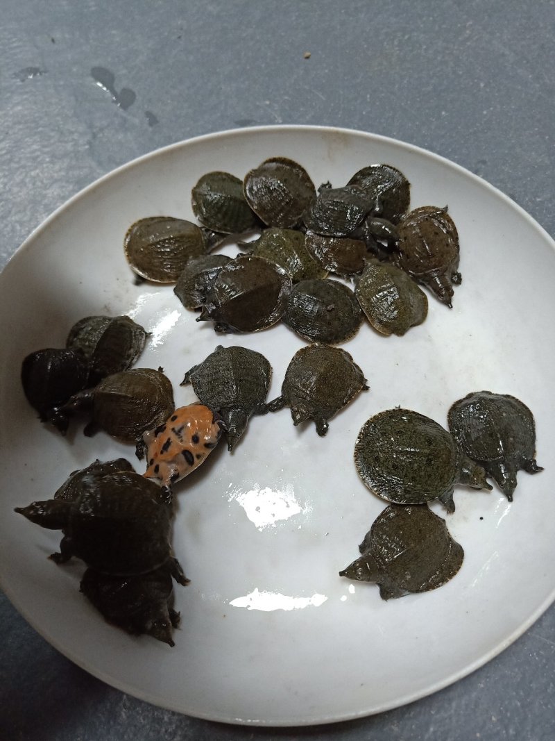 淡水石斑鱼苗批发市场月光鱼苗团鱼鱼苗锦鲤苗