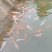 淡水石斑鱼苗批发市场月光鱼苗团鱼鱼苗锦鲤苗