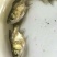 缩骨大头鱼苗活体鱼苗仙骨鱼苗缩骨鳙鱼苗胖头鱼苗鲢鱼苗批发