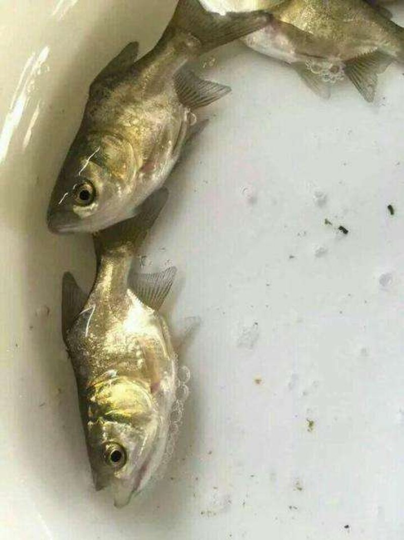 缩骨大头鱼苗活体鱼苗仙骨鱼苗缩骨鳙鱼苗胖头鱼苗鲢鱼苗批发