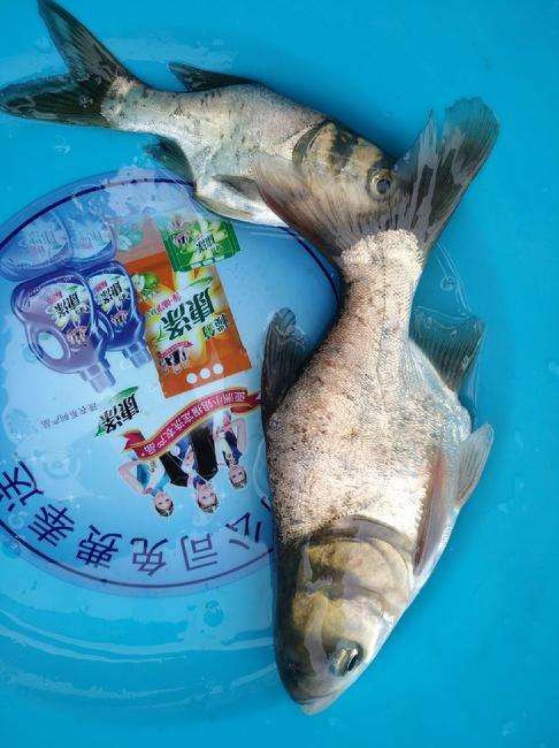 缩骨大头鱼苗活体鱼苗仙骨鱼苗缩骨鳙鱼苗胖头鱼苗鲢鱼苗批发